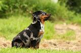 BEAUCERON - PUPPIES 253